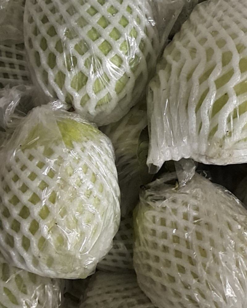 广东番石榴白心脆芭乐代办产地一手源，品质保证，接电商代发