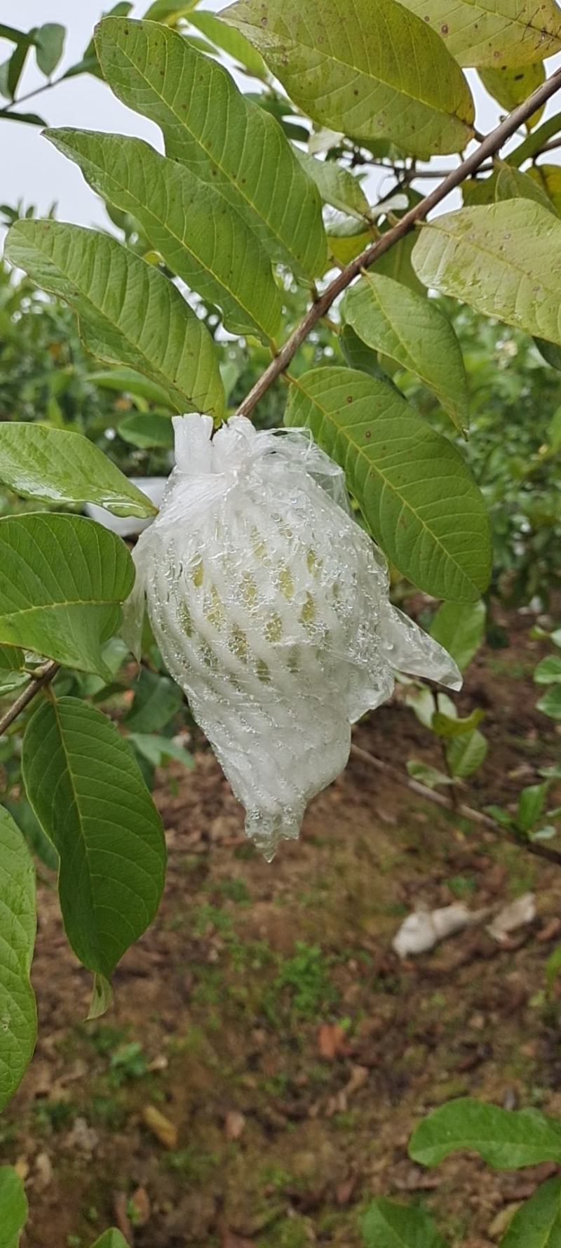 广东番石榴白心脆芭乐代办产地一手源，品质保证，接电商代发