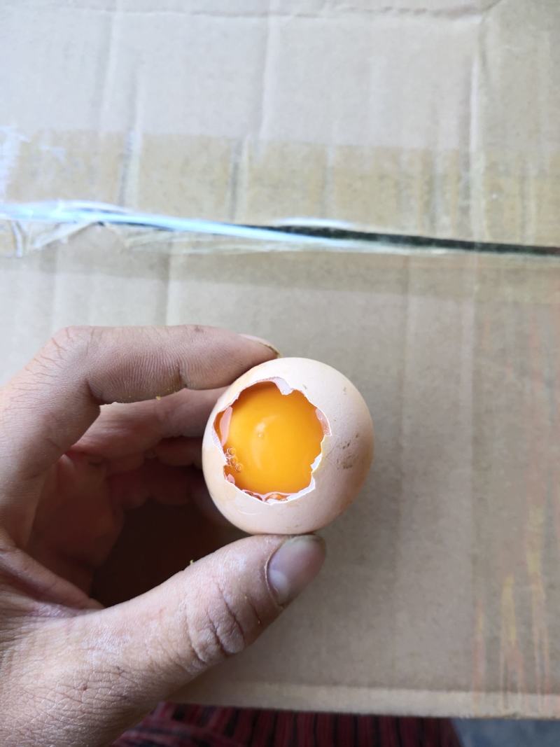 云南昆明鸡蛋散养土鸡蛋炖炒不变色基地直发