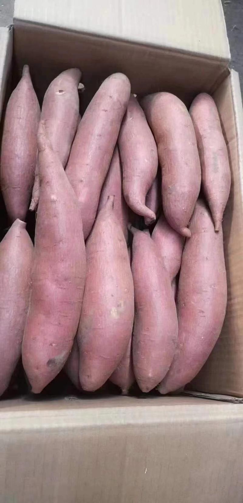 【旺铺】济薯26红薯丘陵沙地种植地窖糖化储存支持全国发货