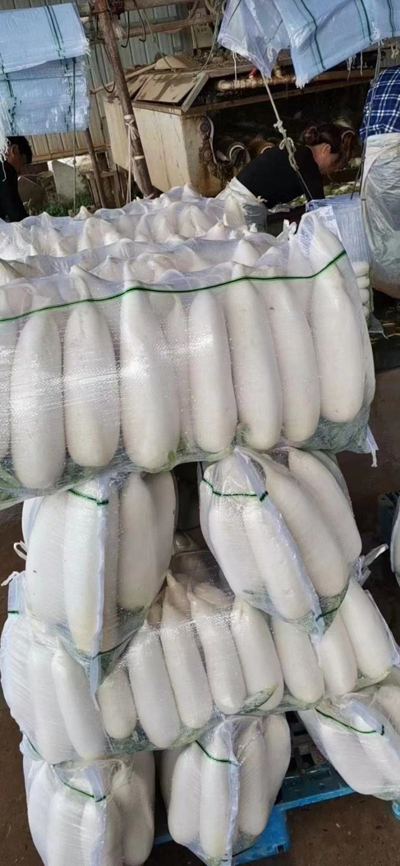 萝卜产地直销看货论价保质保量欢迎订购