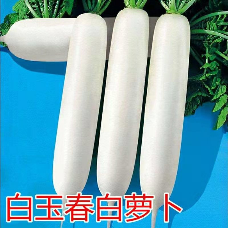 萝卜产地直销看货论价保质保量欢迎订购