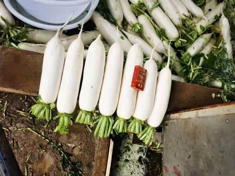 萝卜产地直销看货论价保质保量欢迎订购