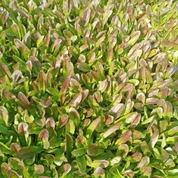 紫叶香笋苗品质保证价格优惠量大从优