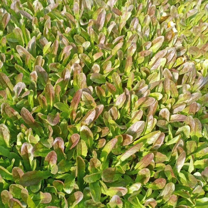 紫叶香笋苗品质保证价格优惠量大从优