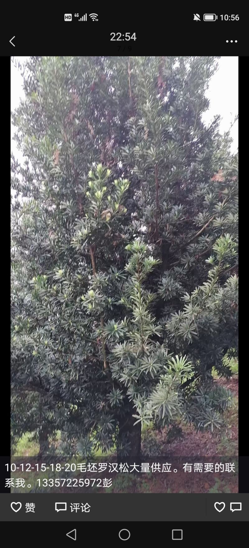 毛坯10-12-15-18-20-25-30罗汉松，