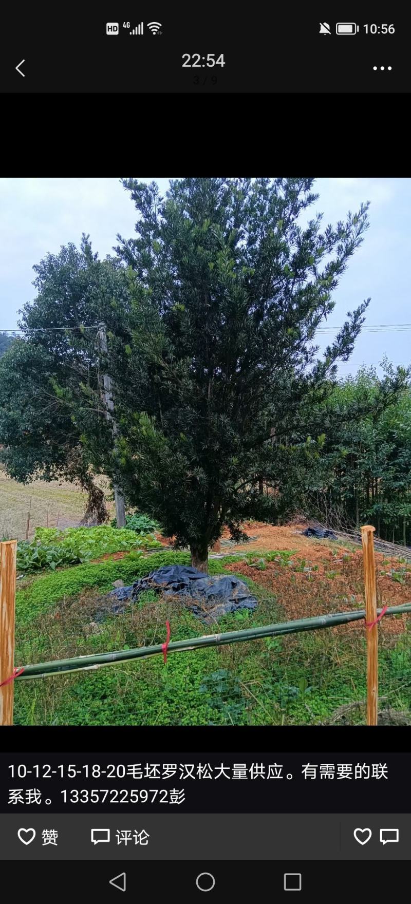 毛坯10-12-15-18-20-25-30罗汉松，