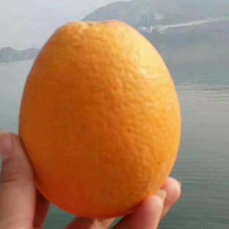 脐橙一年四季供应产地直销看货采摘保质保量欢迎订购