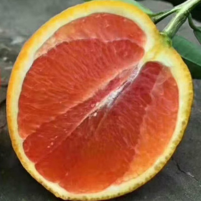 脐橙一年四季供应产地直销看货采摘保质保量欢迎订购