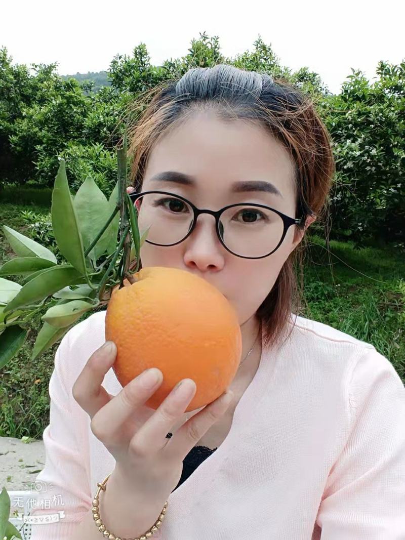 脐橙一年四季供应产地直销看货采摘保质保量欢迎订购
