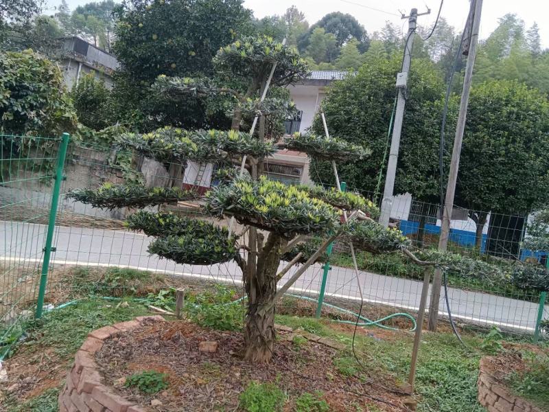 精品15-18-20造型罗汉松，