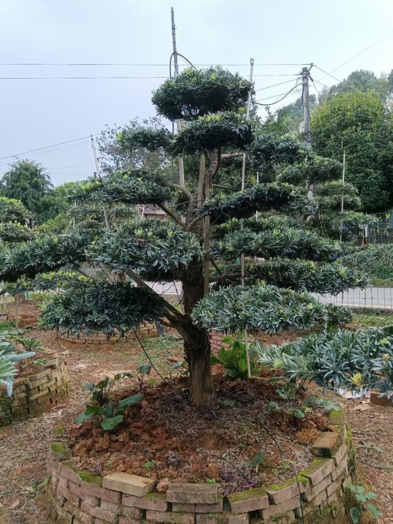 精品15-18-20造型罗汉松，