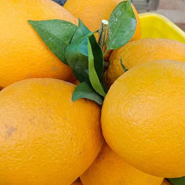 赣南脐橙精品发财果产地直销保质保量欢迎来电咨询采购