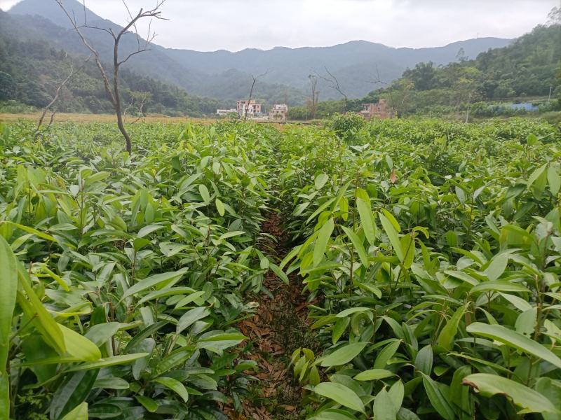 肉桂苗，桂皮树苗，玉桂苗30~150cm包成活提供技术