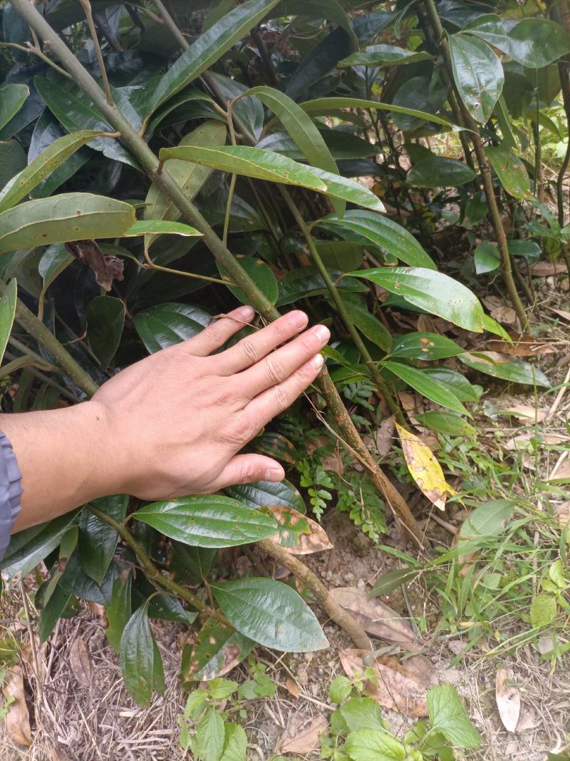 肉桂苗，桂皮树苗，玉桂苗30~150cm包成活提供技术
