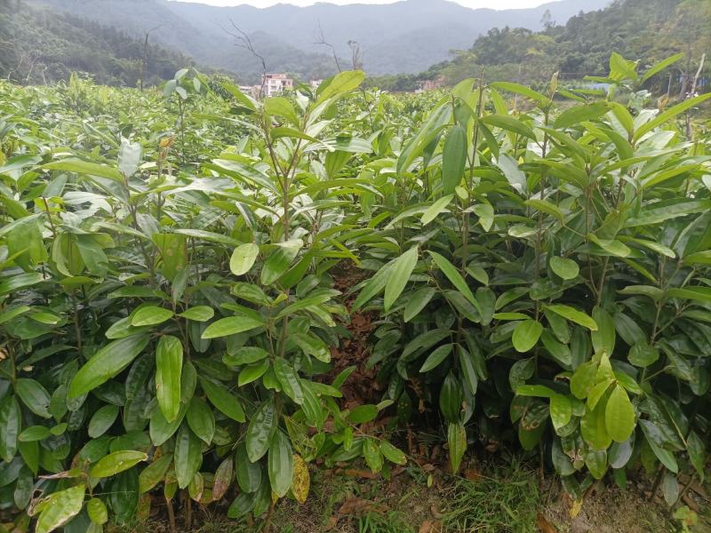肉桂苗，桂皮树苗，玉桂苗30~150cm包成活提供技术