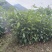 肉桂苗，桂皮树苗，玉桂苗30~150cm包成活提供技术