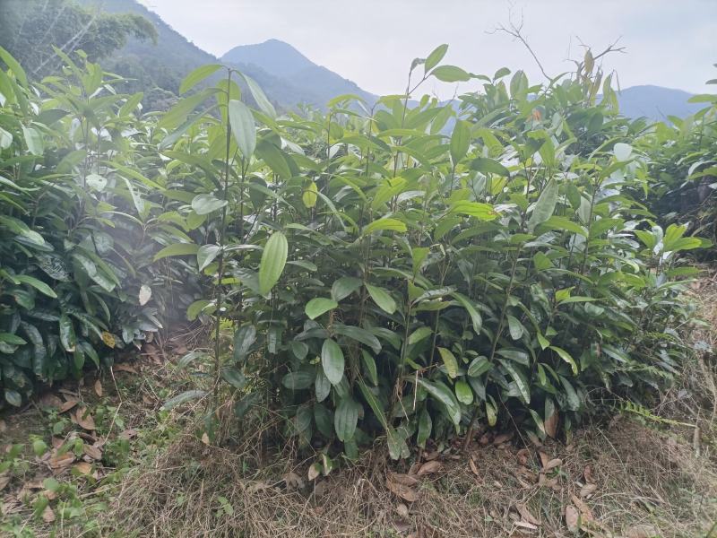 肉桂苗，桂皮树苗，玉桂苗30~150cm包成活提供技术