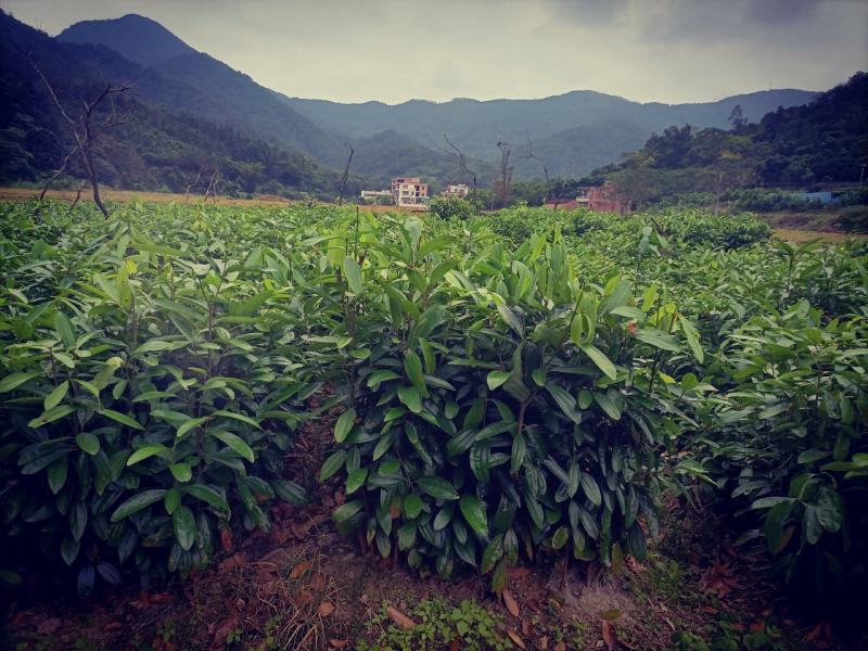 肉桂苗，桂皮树苗，玉桂苗30~150cm包成活提供技术