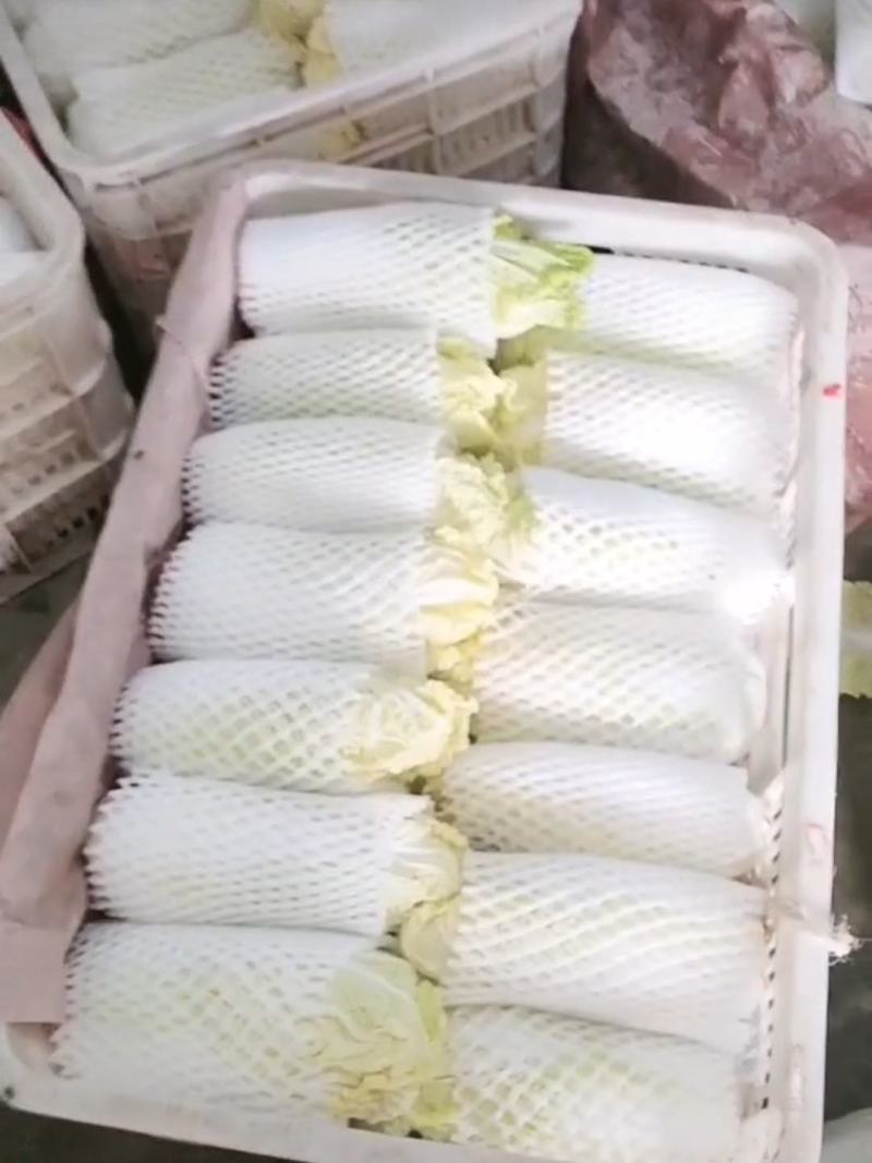 品质娃娃菜大娃娃菜山东聊城品质保证欢迎选购