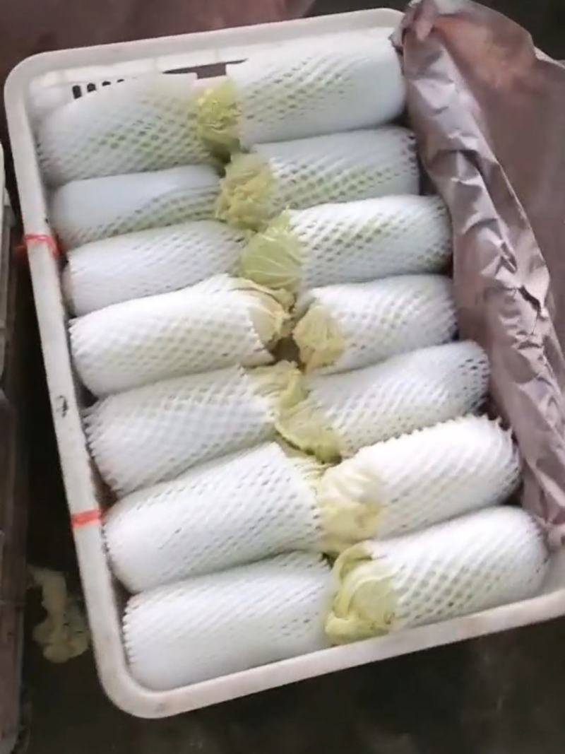 品质娃娃菜大娃娃菜山东聊城品质保证欢迎选购