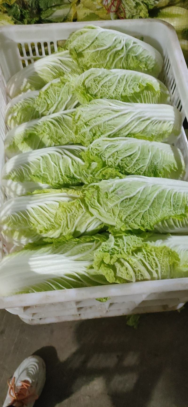 品质娃娃菜大娃娃菜山东聊城品质保证欢迎选购