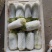 品质娃娃菜大娃娃菜山东聊城品质保证欢迎选购