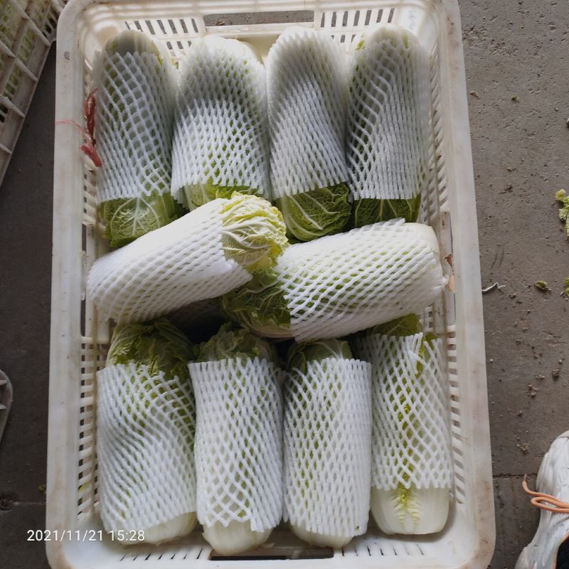 品质娃娃菜大娃娃菜山东聊城品质保证欢迎选购