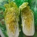 品质娃娃菜大娃娃菜山东聊城品质保证欢迎选购