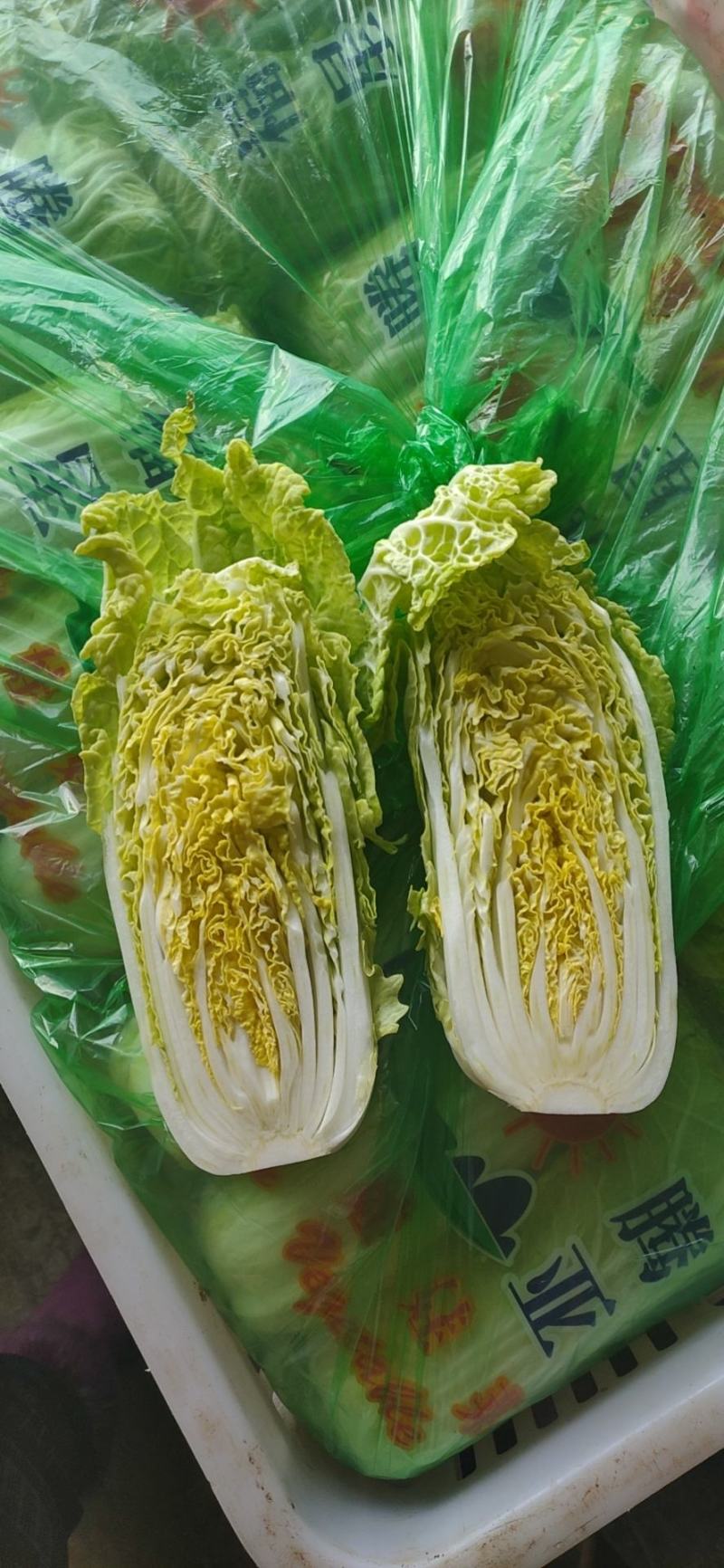 品质娃娃菜大娃娃菜山东聊城品质保证欢迎选购