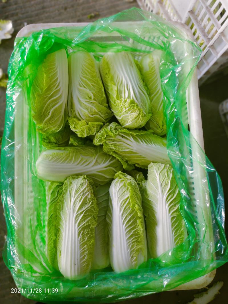 品质娃娃菜大娃娃菜山东聊城品质保证欢迎选购
