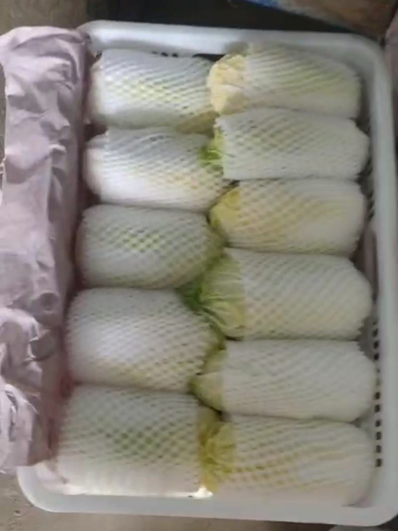 品质娃娃菜大娃娃菜山东聊城品质保证欢迎选购