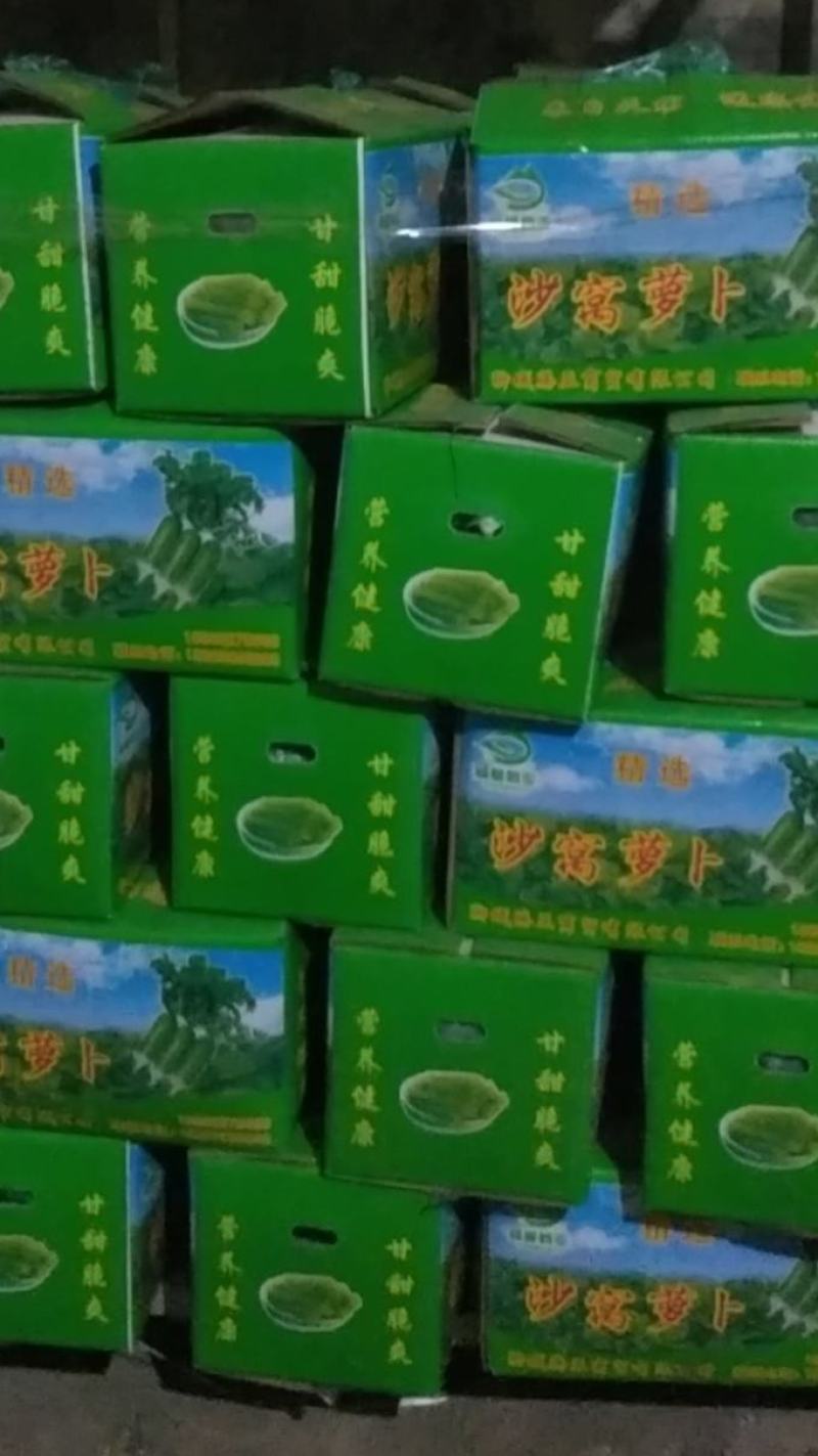 精品水果萝卜上东聊城水果萝卜产地直销品质保证