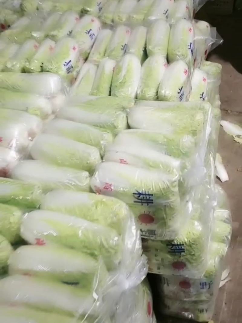 精品娃娃菜聊城娃娃菜产地直销品质保证量大从优