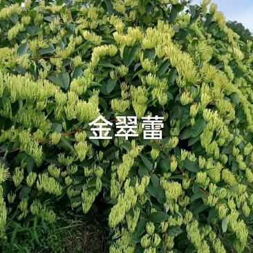 山银花苗产地直发货源充足欢迎客户来电咨询订购