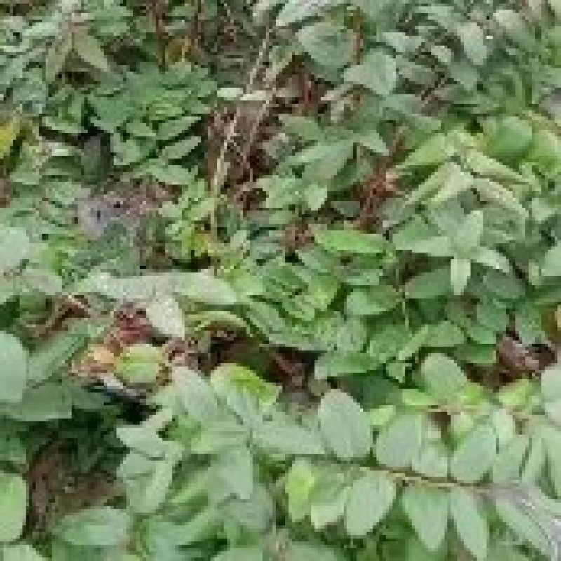 山银花苗产地直发货源充足欢迎客户来电咨询订购