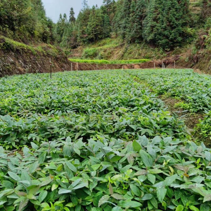 山银花苗产地直发货源充足欢迎客户来电咨询订购