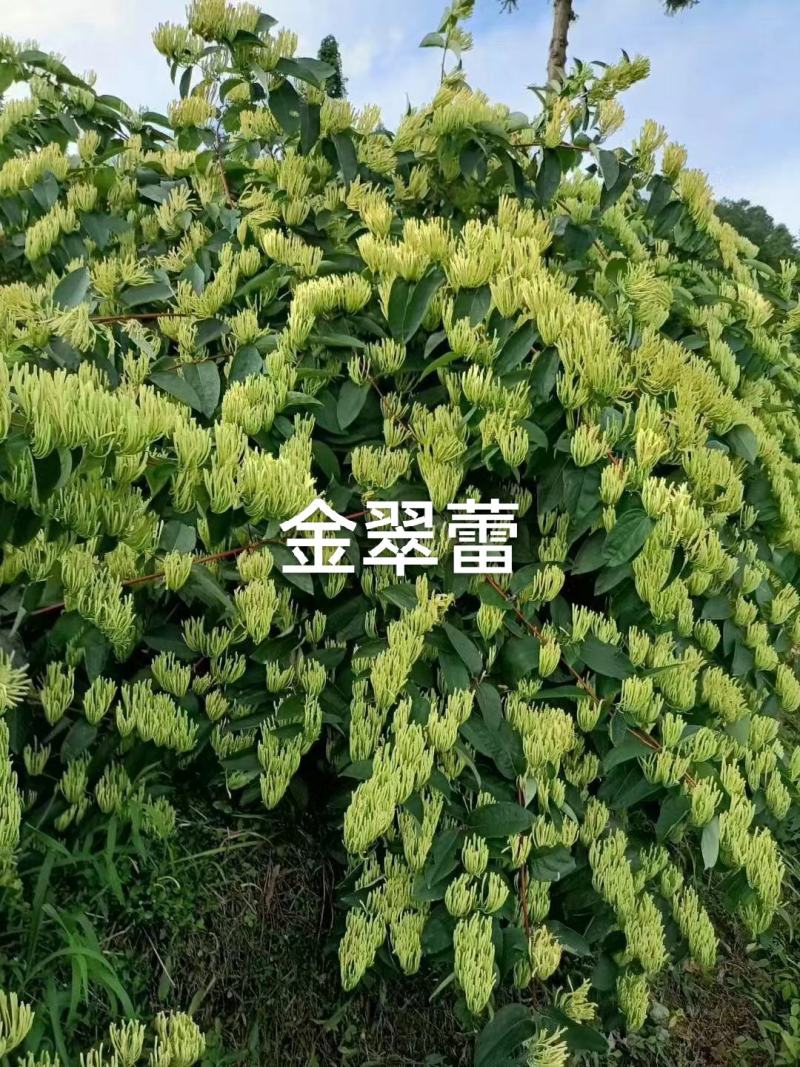 山银花苗产地直发货源充足欢迎客户来电咨询订购