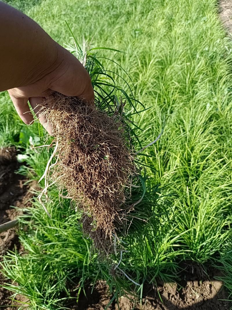 优质麦冬草牙多色绿
