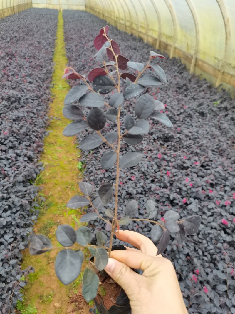 红花继木小杯，黑珍珠红花继木种植批发，高30分