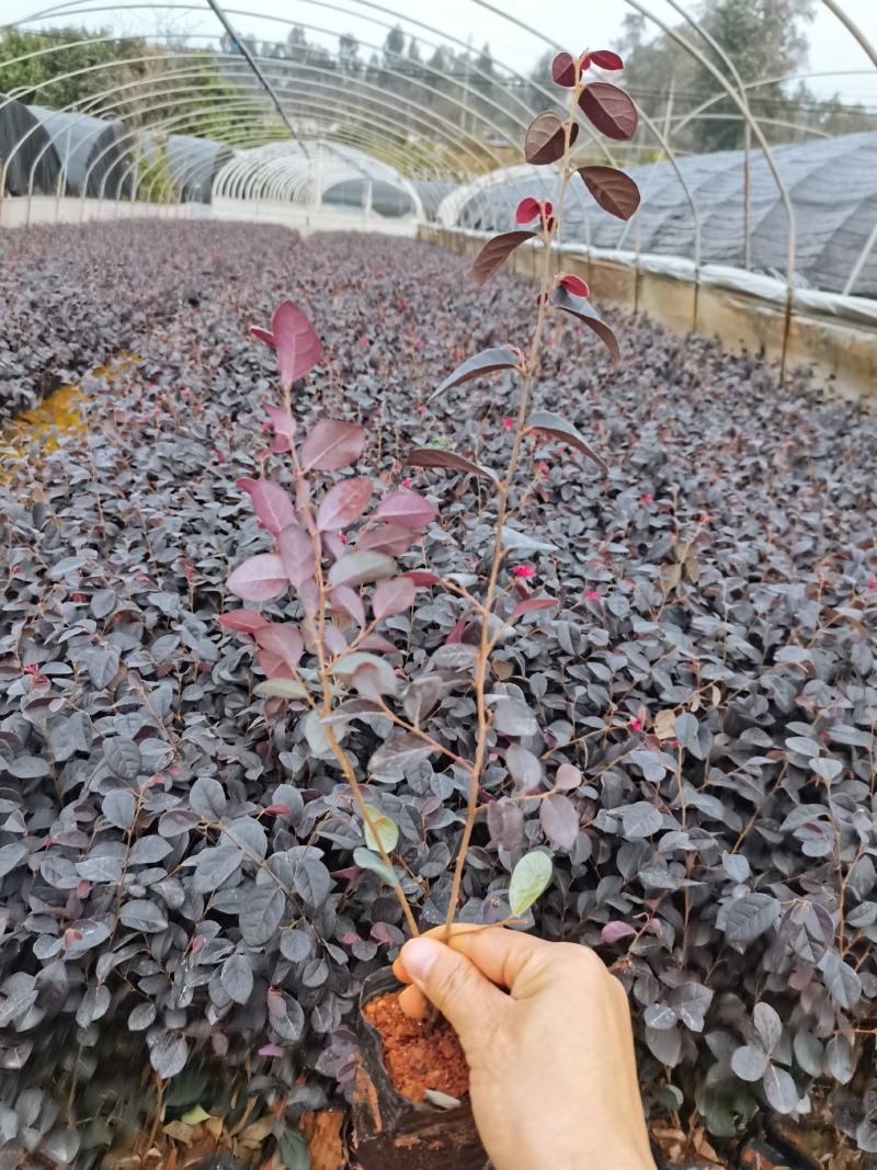 红花继木小杯，黑珍珠红花继木种植批发，高30分