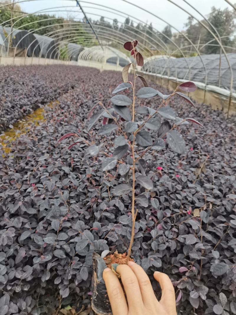 红花继木小杯，黑珍珠红花继木种植批发，高30分