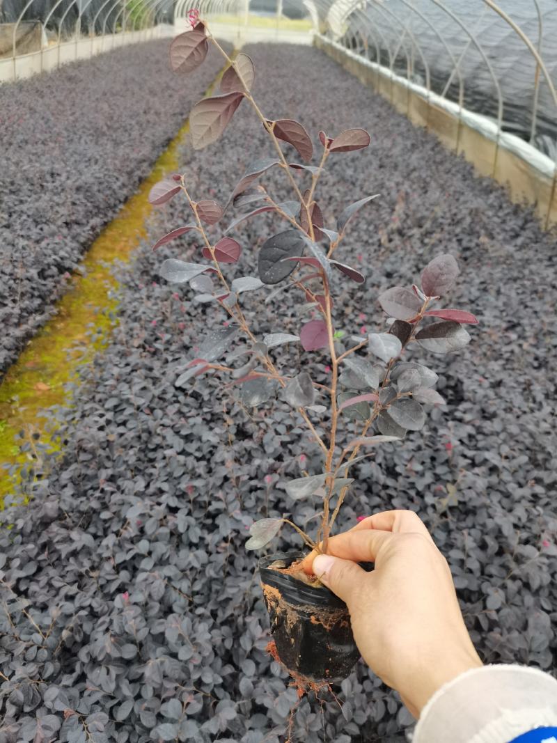 红花继木小杯，黑珍珠红花继木种植批发，高30分