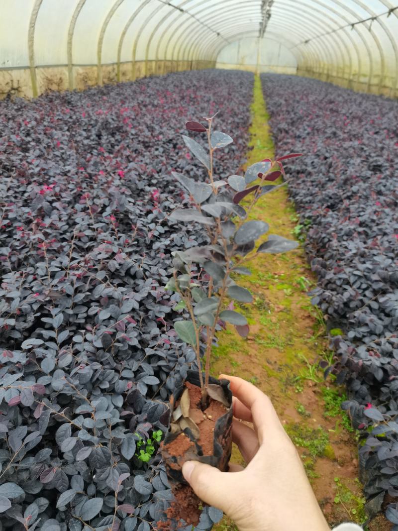 红花继木小杯，黑珍珠红花继木种植批发，高30分