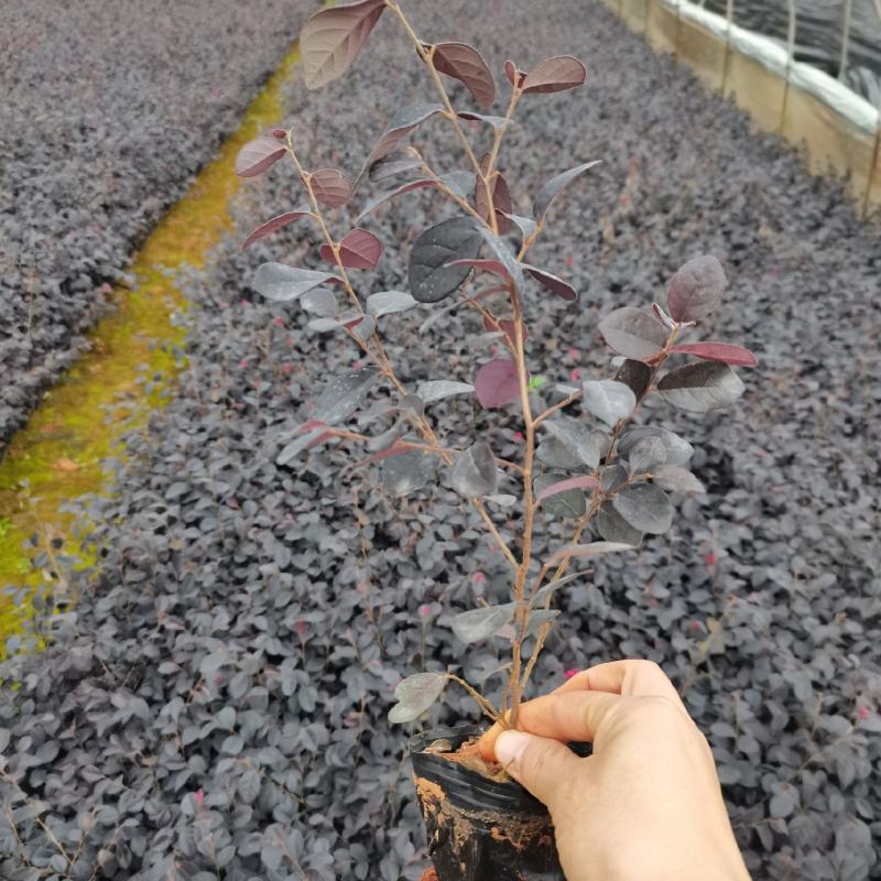 红花继木小杯，黑珍珠红花继木种植批发，高30分