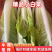 【小白菜】专业代办，一手货源，每天发货！产地直销，大量