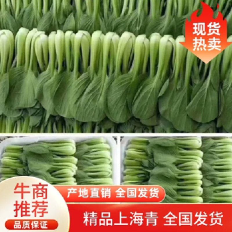 【上海青】小油菜基地直销一手货源全国发货
