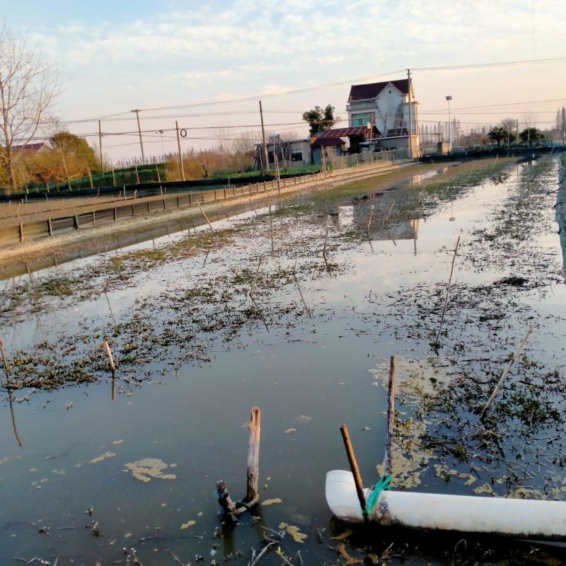 马鞍山乌溪5母7公扣蟹苗保质保量可视频看货量大从优