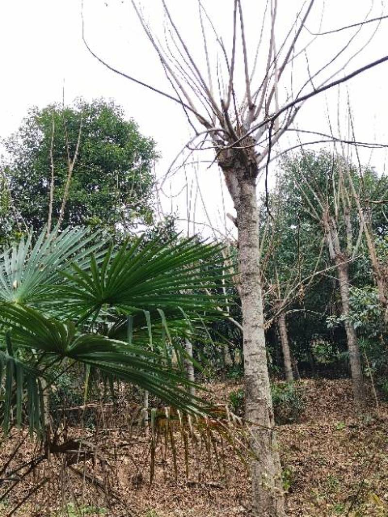 栾树