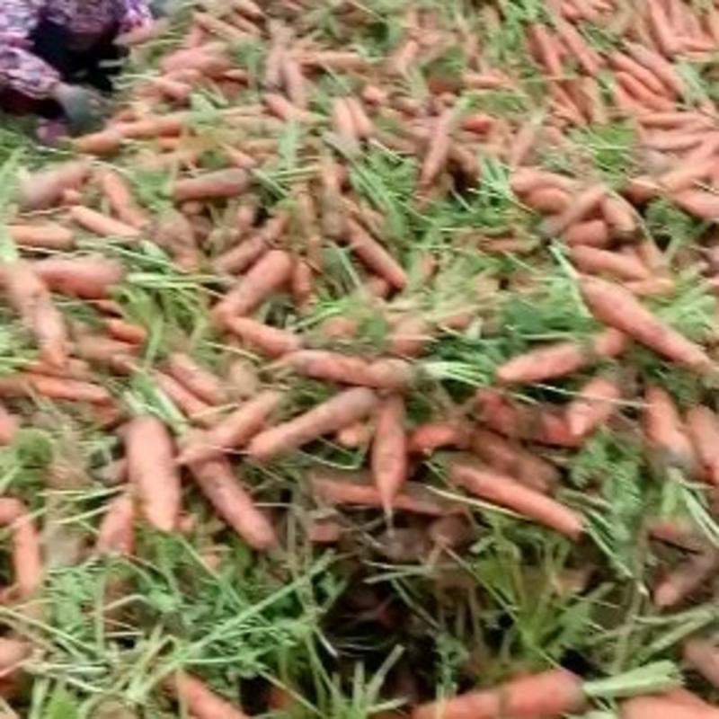 河南开封祥符区红萝卜大量上市，电商，土萝卜，市场批发水洗